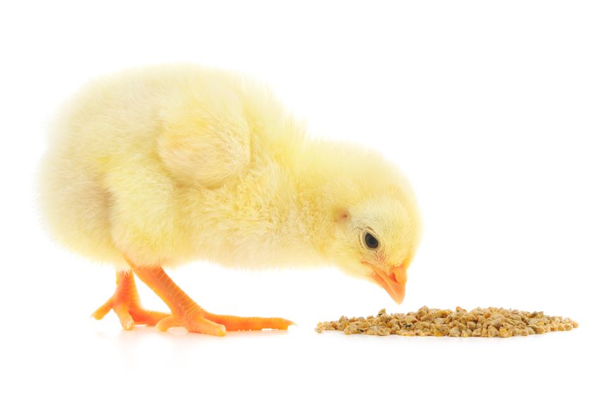 Особенности кормления цыплят яичных пород