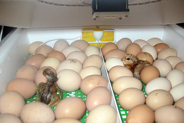 Особенности инкубации утиных яиц