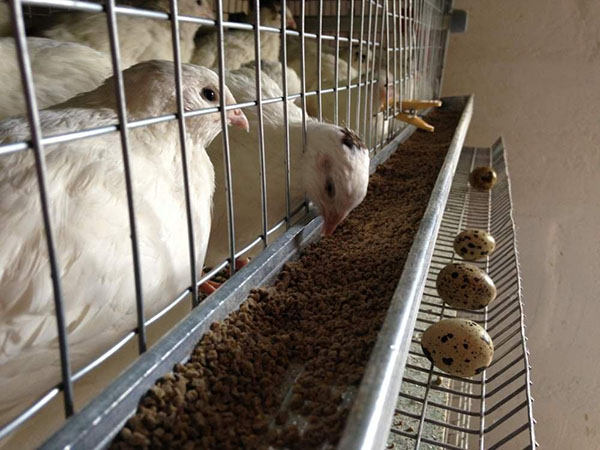 Стимул-Инк - инкубационное, клеточное и напольное оборудование для птицеводства