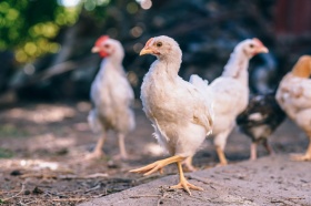 Какой должен быть корм для цыплят бройлеров и подросших птиц?