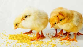 Кормление суточных цыплят: 7 подсказок для удачного начала