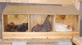 Наружное гнездо для кур-несушек с яйцесборником