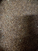 Купить пшеница алтай (мешок 40кг). 
