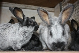 Особенности содержания кроликов: секреты успешной домашней фермы