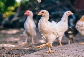 Какой должен быть корм для цыплят бройлеров и подросших птиц?
