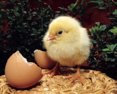 Особенности кормления цыплят яичных пород