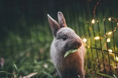 Как быстро растут кролики до забоя?