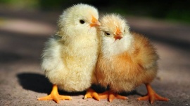 Как выглядит суточный цыпленок и как определить – петушок это или курочка?