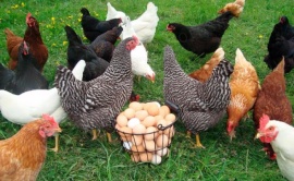 Увеличение яйценоскости кур: условия питания и содержания