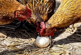 Что делать, если курица расклевывает яйца?