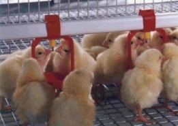 Кормление цыплят бройлеров: особенности питания и содержания