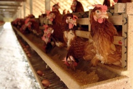 Содержание кур несушек зимой: условия «проживания» и питания 