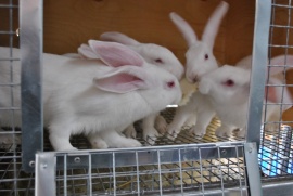 Профилактика и лечение кроликов: советы, которые помогут избежать заболеваний